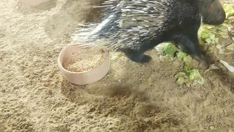 Porcupine eating food in the zoo