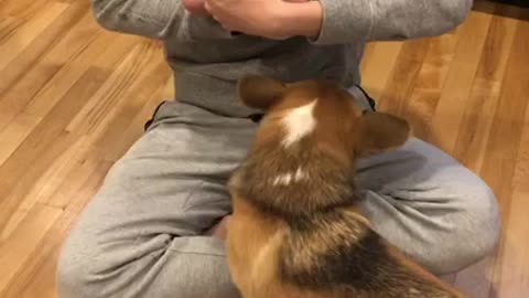 This Corgi Is Ridiculously Jealous Of The New Baby Addition