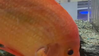 A orange colored fish
