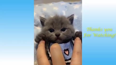 Funny and Cute Cat's Life 👯😺 Cats and Owners are the best friends Videos (360p)