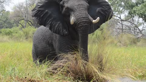 Loud Elephant Throws a Tantrum