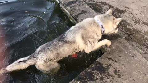 Husky falling in pond while trying to catch his ball
