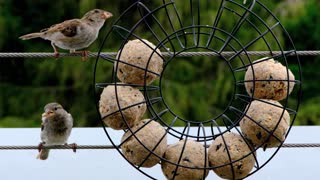 Two Bird Sparrows Feeding