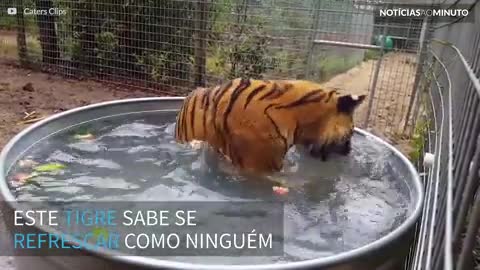Tigre devora melancia dentro de piscina