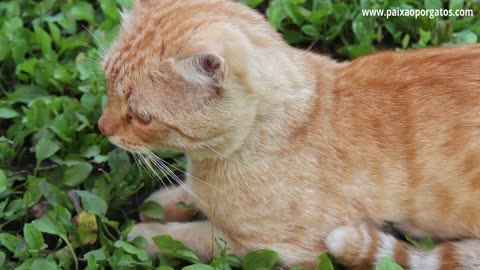 Curiosities about orange cats ... Is every orange cat male?