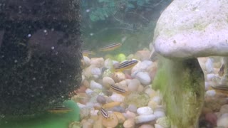 Auratus cichlid fry update! One month old