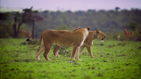Pair of Lion Walking Together