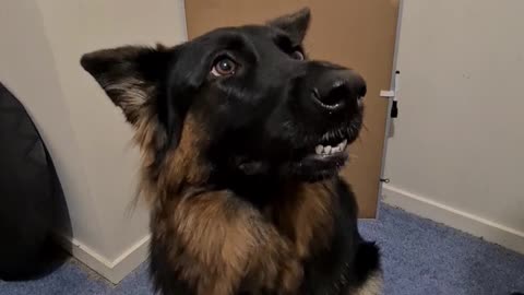 German Shepherd becomes "broken" when cheese is thrown at her