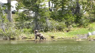 Rare Montana Wolverine Hunt Footage