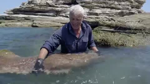 Jeremy Wade Has A Close Shave With A 300lbs GIANT Grouper - GROUPER - River Monsters