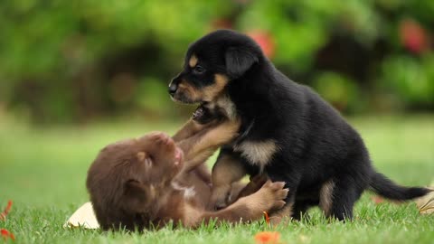 Cute puppies playing (2021)