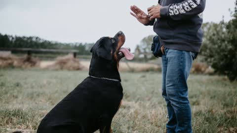 Top10 Bravest Dogs of all time!!!