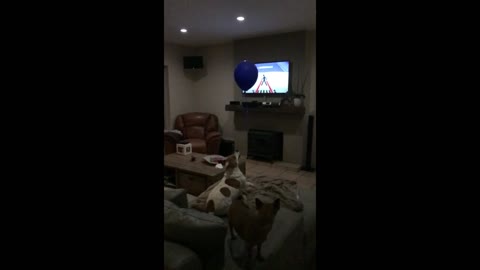 Dog successfully snatches balloon in slow motion