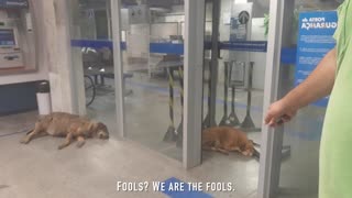 Dogs Take Refuge in Bank to Escape Heat Wave
