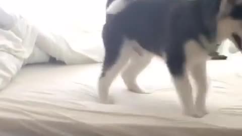 Husky scared from jumping pees on bed - Hilarious !