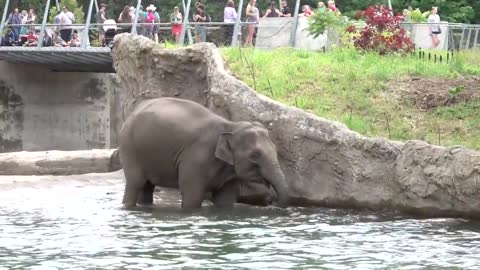 Elephants swimming in Elephant Lands