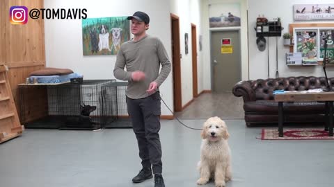 Teach ANY dog to walk nice on the leash | 8 MINUTE DOG TRAINING RESULTS!