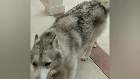 Husky gets a case of the zoomies after bath time