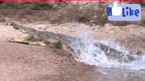 Deer saved from Crocodile attack