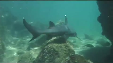 GALAPAGOS SHARK