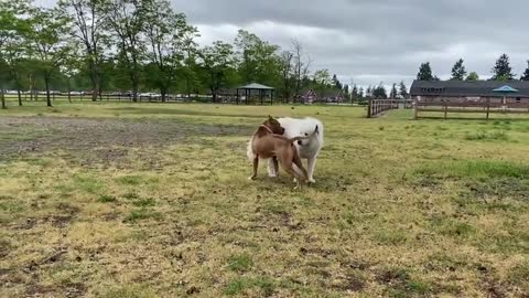 Pitbull, German Shepherd and some other dogs so playfull