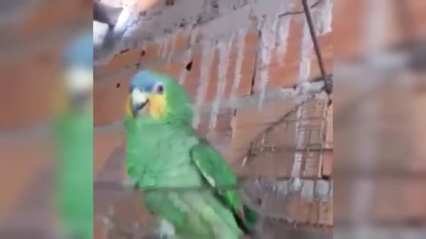 Parrot imitates the police siren