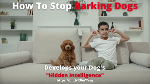 How To Stop Barking Dogs