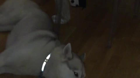 Husky enjoying pipe music