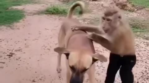 Funny animals with sharp brain #monkeys funny fight #dogs #animals2023