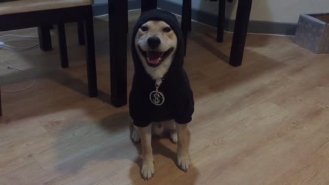 Gangsta shiba