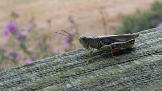 Grasshopper