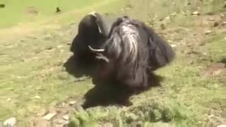 Amazing fight of yaks