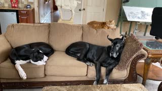 Great Dane, Puppy & Cat Enjoy Quiet Sofa Time Together