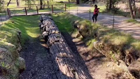 The World's Largest petrified forest is in California?