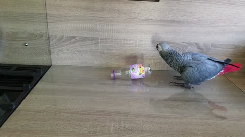Parrot attacks plastic bottle