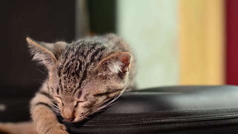Cat sleeping on bags