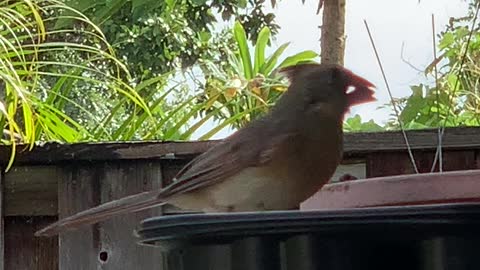 #Back Yard Birds Hawai’i Chirpy Girl back again