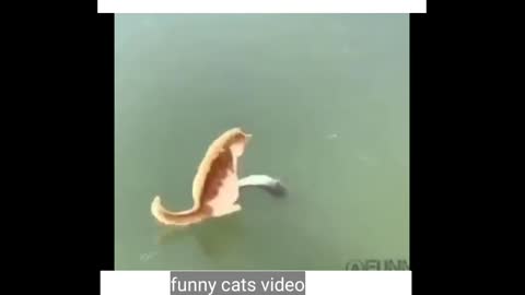 Cat catching fish on frozen pond