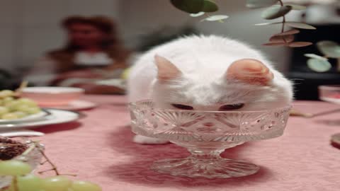 educated cat with the glass
