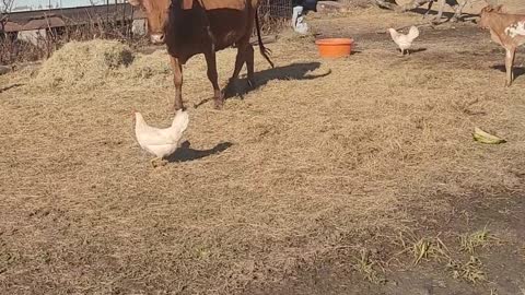 Momma Watusi Cow Calls Guinea Fowl For Baby Cow Security