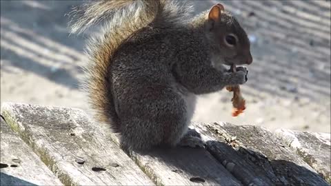 A Squirrel Munching On Something