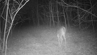 Doe on logging road