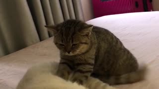 Kitty Gives Massage With Paws