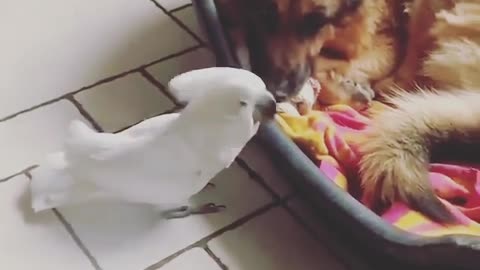 A parrot imitates a dog's sound