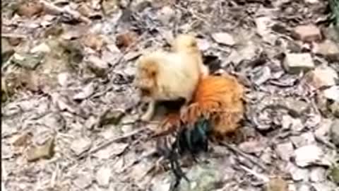 Chicken and cute dog fight