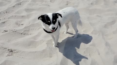 A dog is a joy to resort to playing in the sand