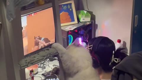 "Cat'sConfusingBehavior This is much more entertaining than monitoring surveillance footage."