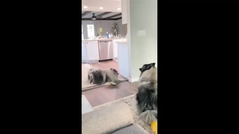 Cute dogs have their own way of playing...