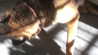 German shepherd dog misses treat thrown to him