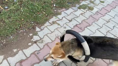 Ring Prank on Dog so Funny Videos Prank Video TRY NOT TO LAUGH @Summer Tube